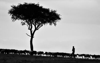La pastorale de Jésus